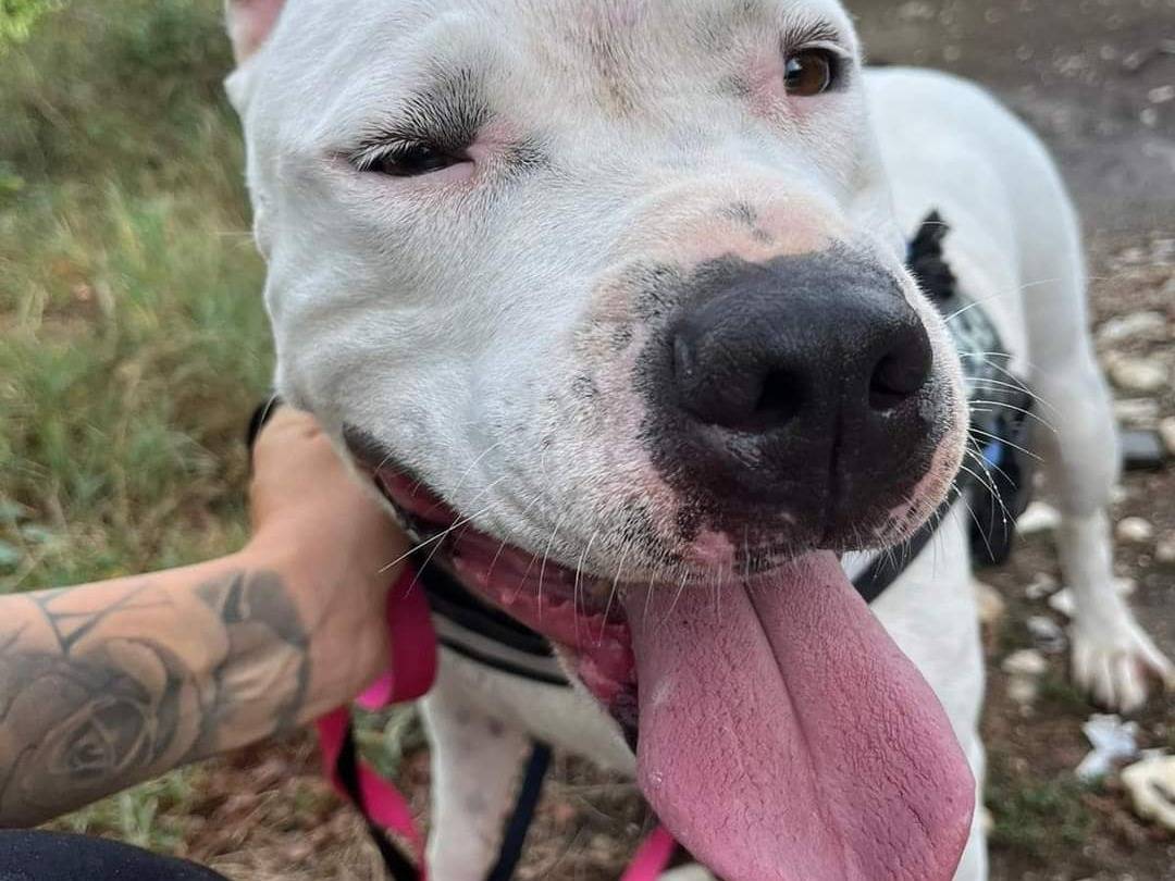 Vuoi adottare un cane a Napoli?