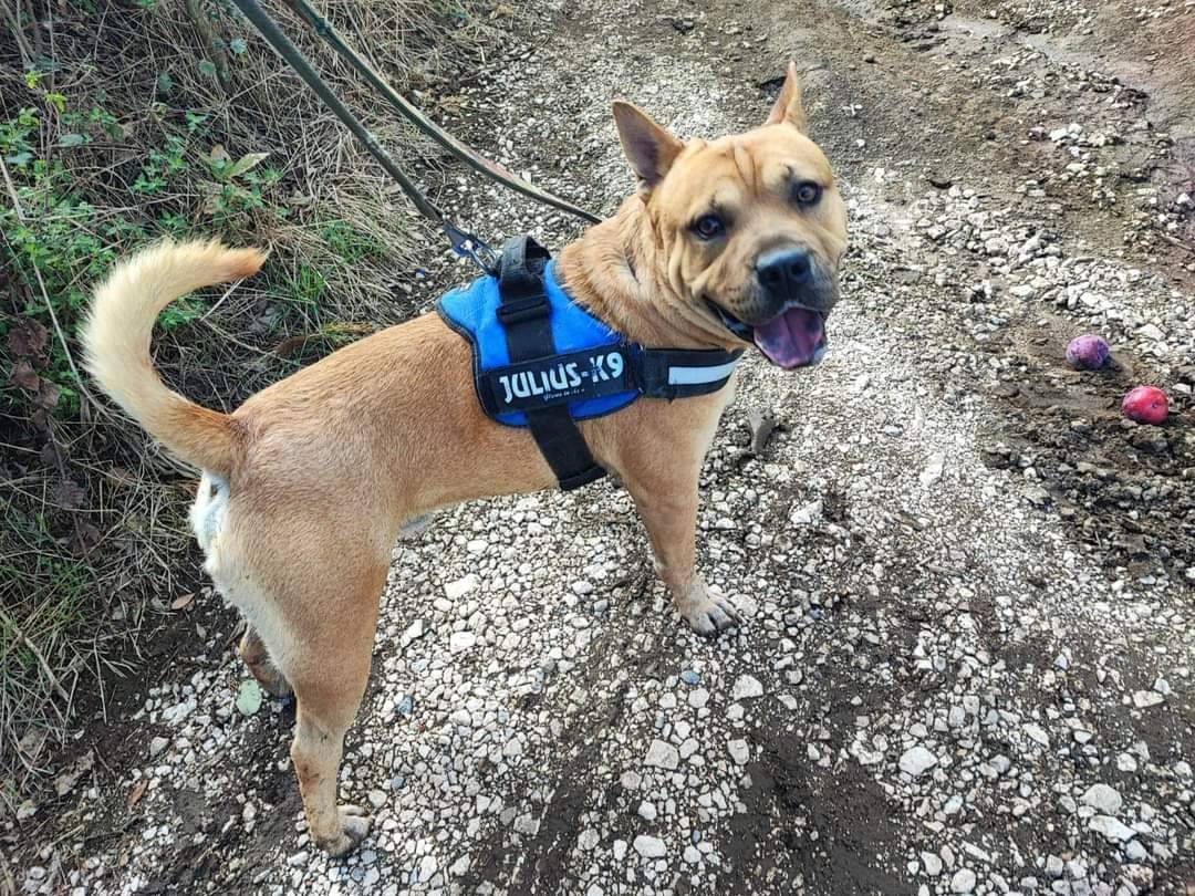 Adotta un cane, maschio, 3 anni  e 11 mesi , Napoli