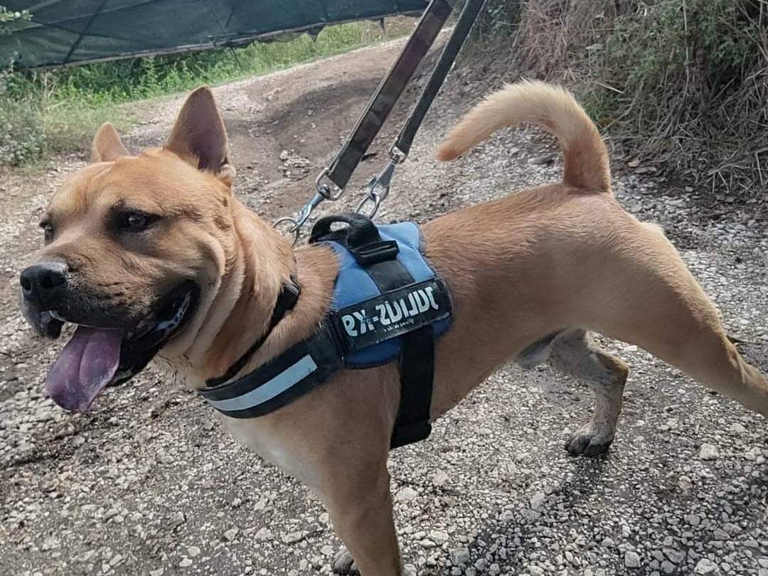 Adotta un cane, taglia media, maschio, Napoli