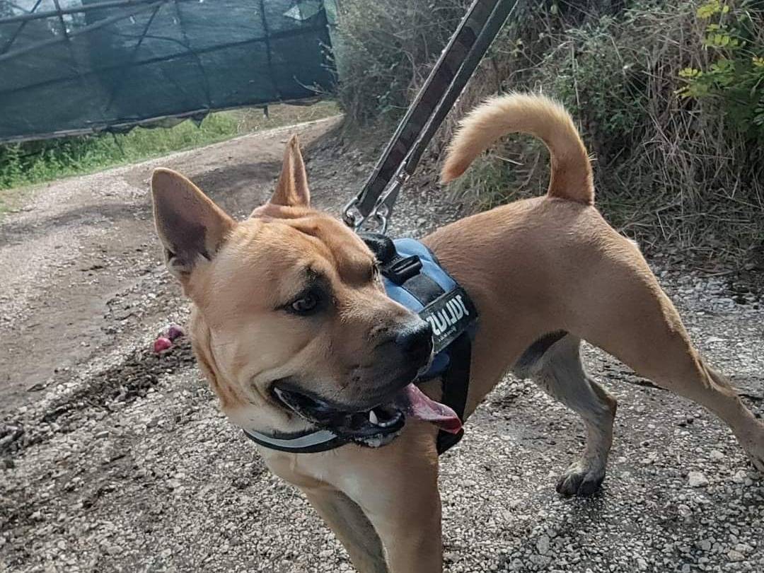 Vuoi adottare un cane a Napoli?