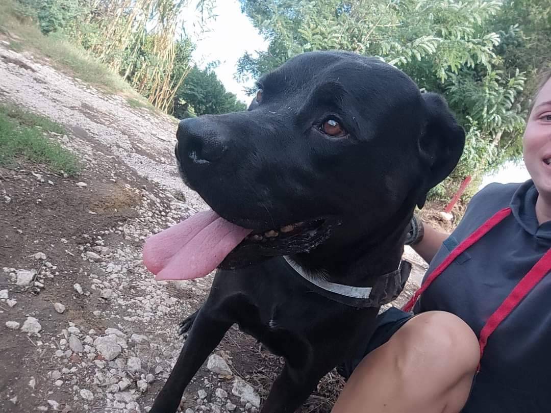 Foto dell'animale