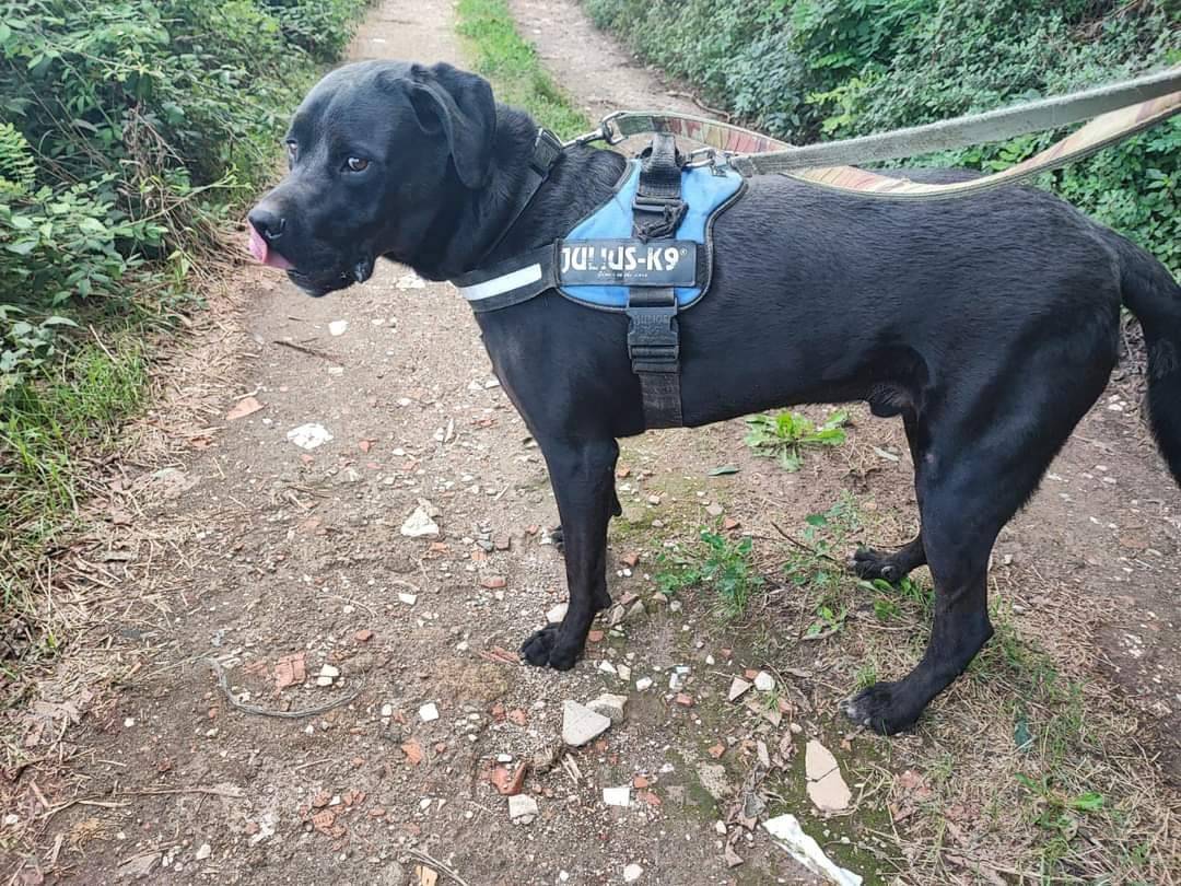 Adotta un cane, maschio, 7 anni  e 2 mesi , Napoli