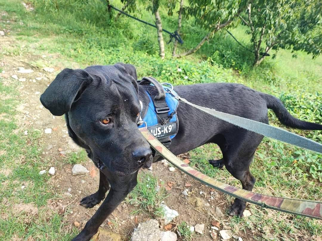 Adotta un cane, taglia media, maschio, Napoli