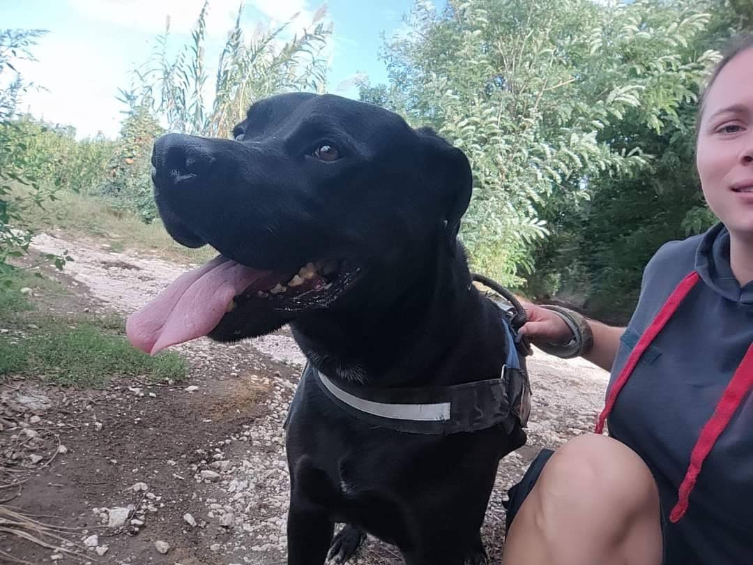 Vuoi adottare un cane a Napoli?