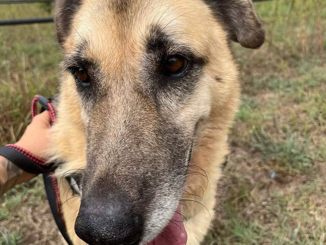 Adotta un cane, maschio, 12 anni  e 4 mesi , Napoli