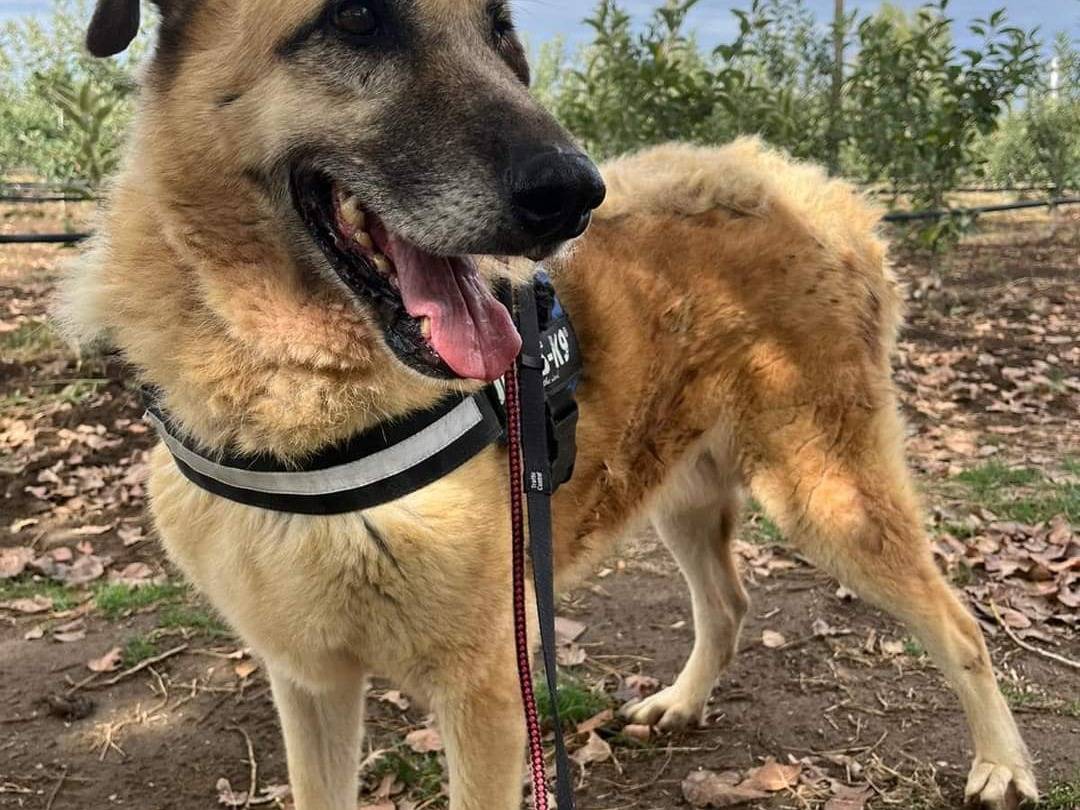 Adotta un cane, taglia media, maschio, Napoli