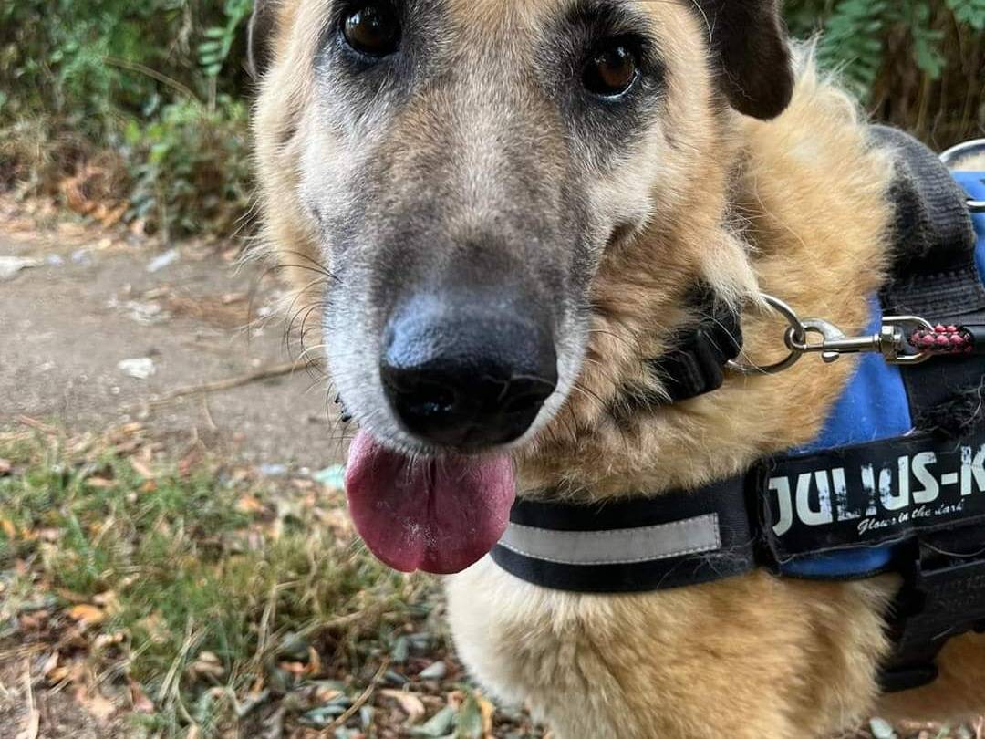 Vuoi adottare un cane a Napoli?