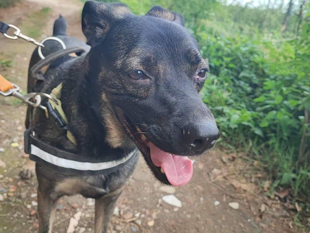 Adozione cane, maschio, meticcio, 7 anni , taglia media contenuta, Napoli
