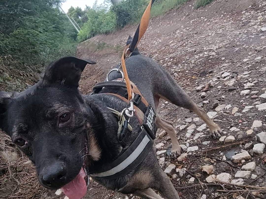 Adotta un cane, maschio, 7 anni , Napoli