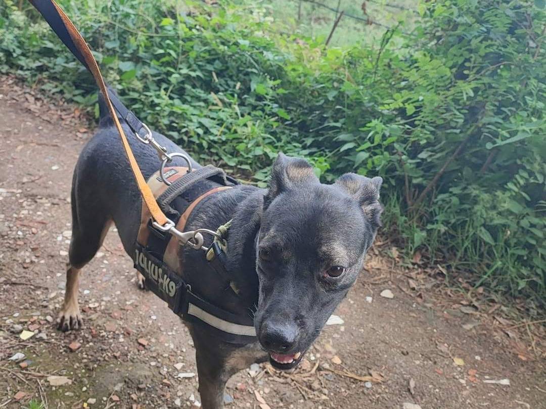 Adotta un cane, taglia media contenuta, maschio, Napoli