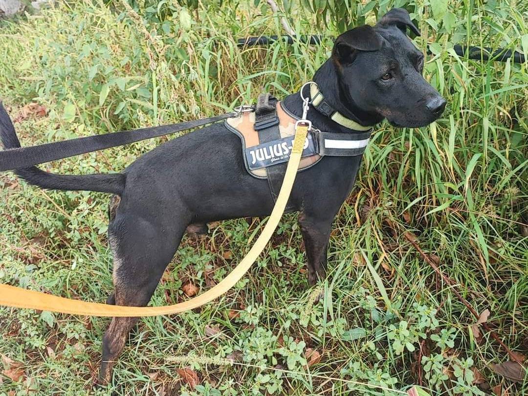 Vuoi adottare un cane a Napoli?