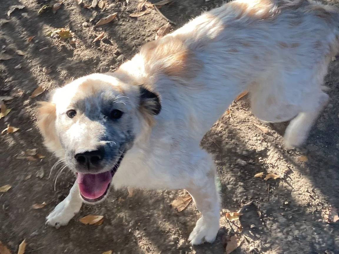 Adotta un cane, femmina, 2 anni  e 6 mesi , Roma