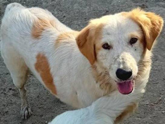 Adotta un cane, taglia media, femmina, Roma