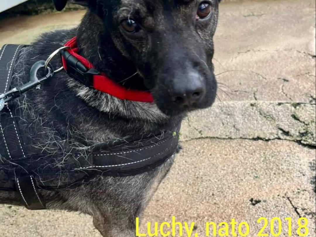 Vuoi adottare un cane a Napoli?