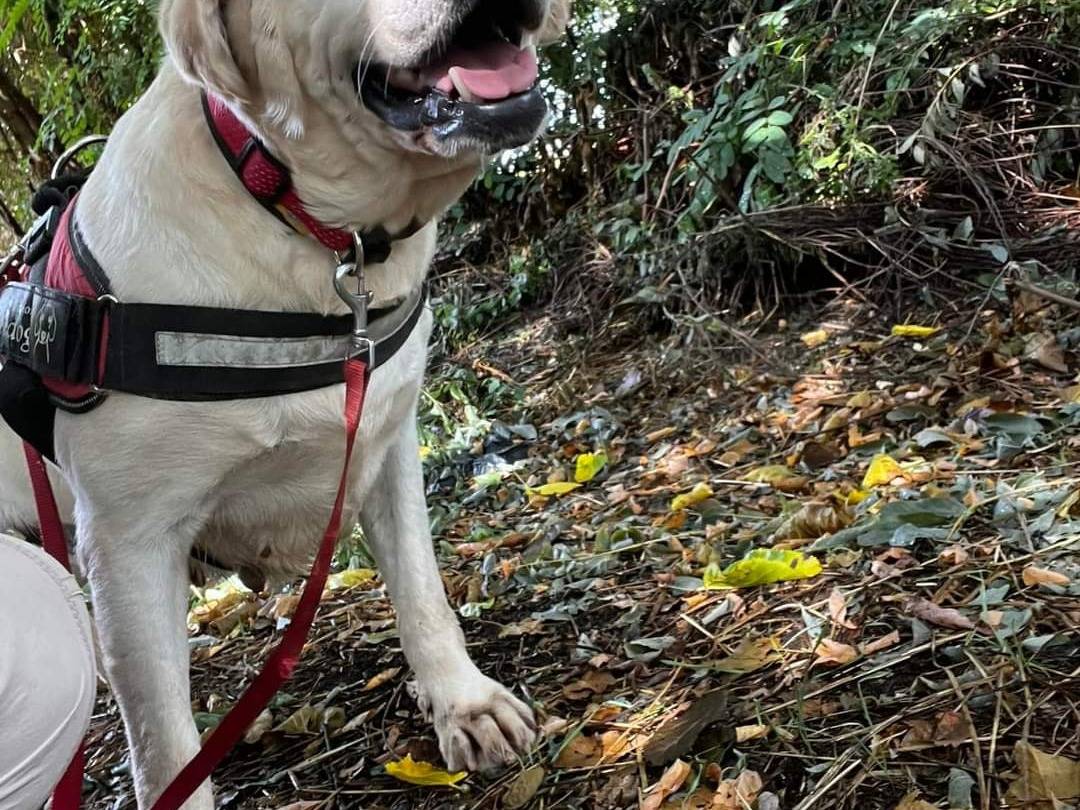 Adotta un cane, femmina, 9 anni  e 3 mesi , Napoli