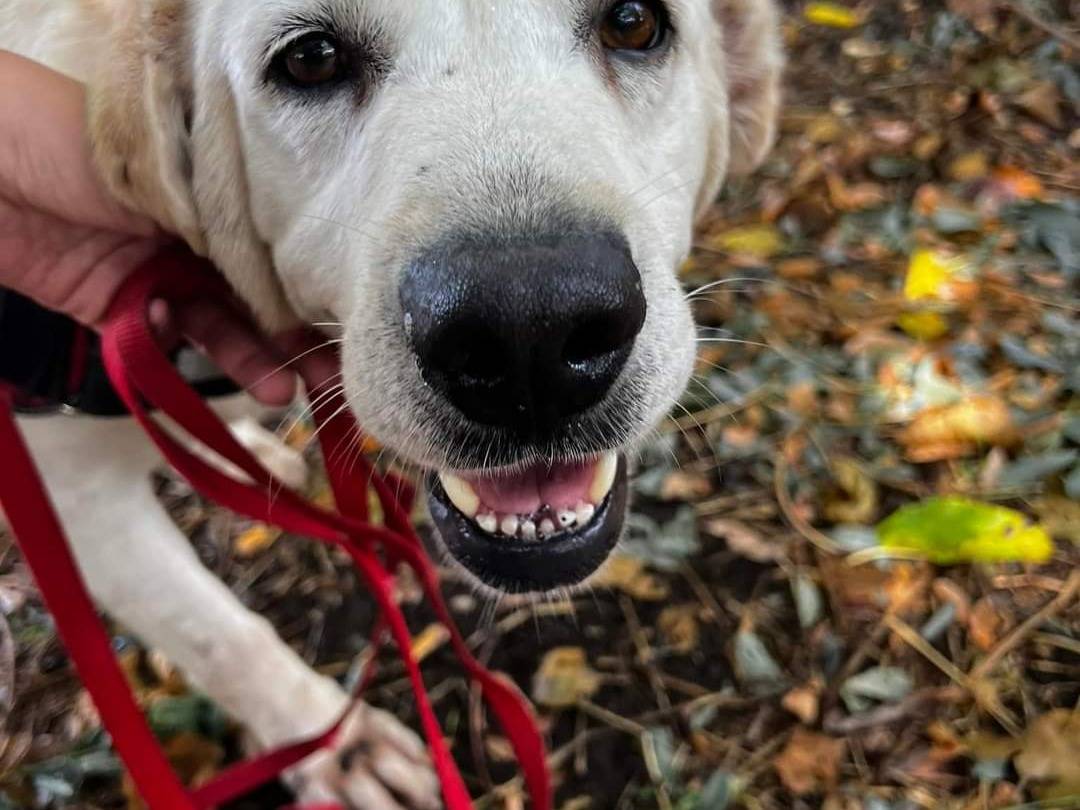 Adotta un cane, taglia grande, femmina, Napoli