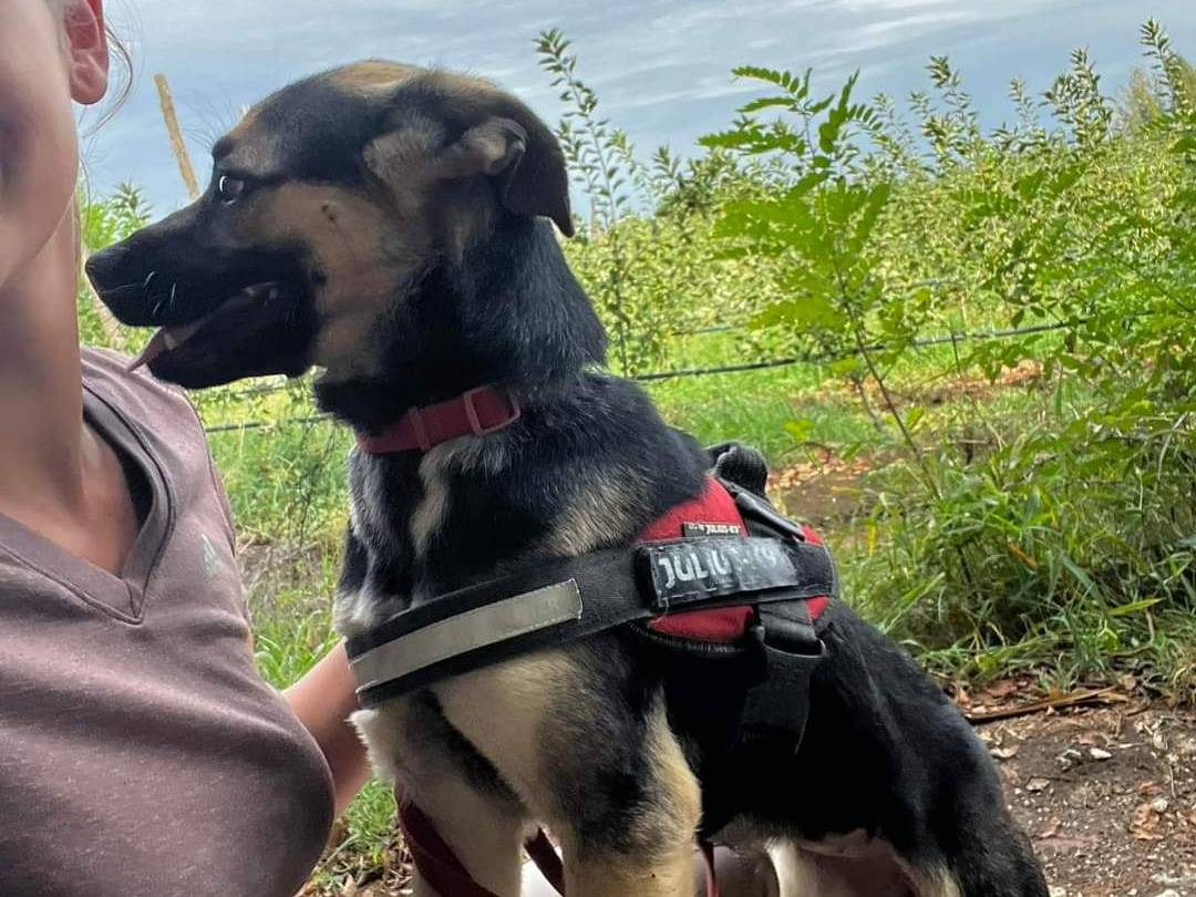 Adotta un cane, femmina, 3 anni  e 4 mesi , Napoli