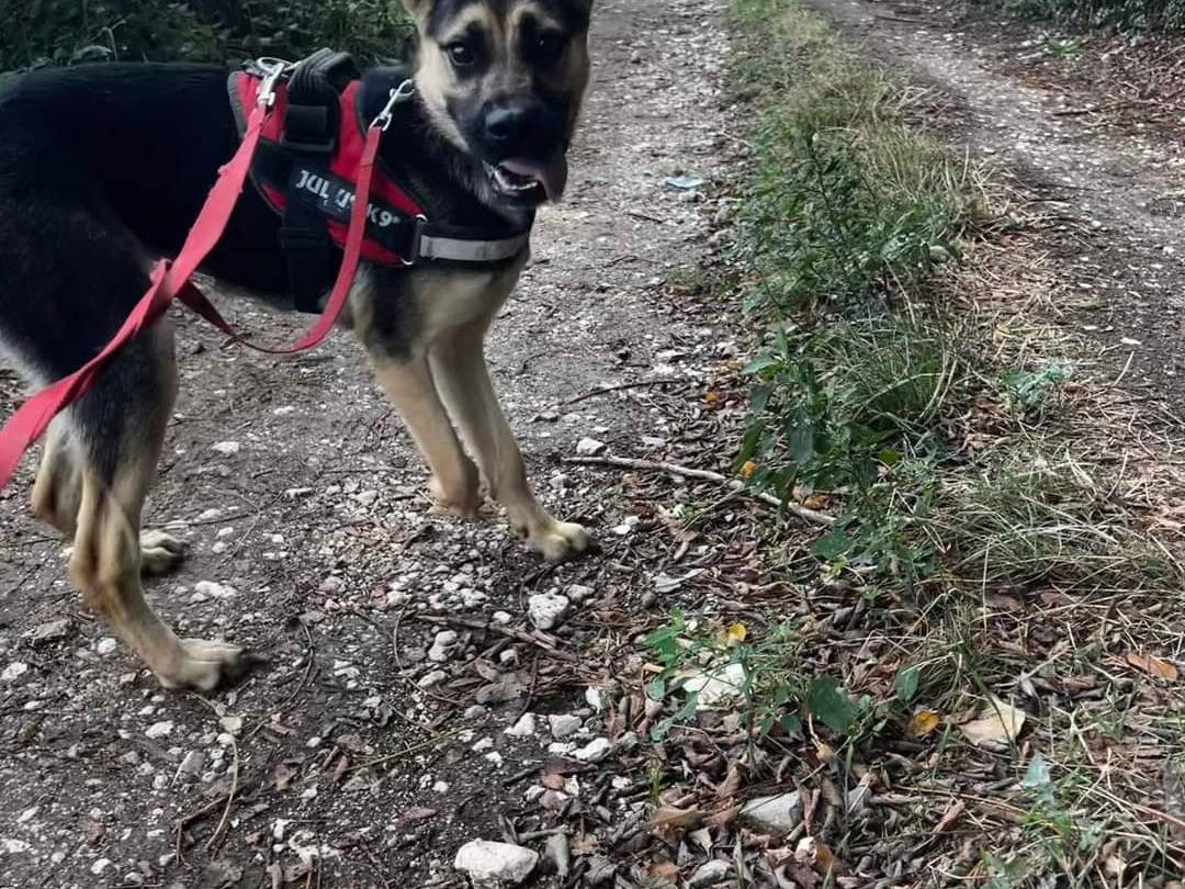 Adotta un cane, taglia media contenuta, femmina, Napoli