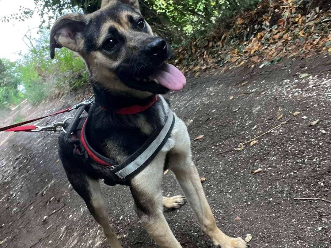 Vuoi adottare un cane a Napoli?