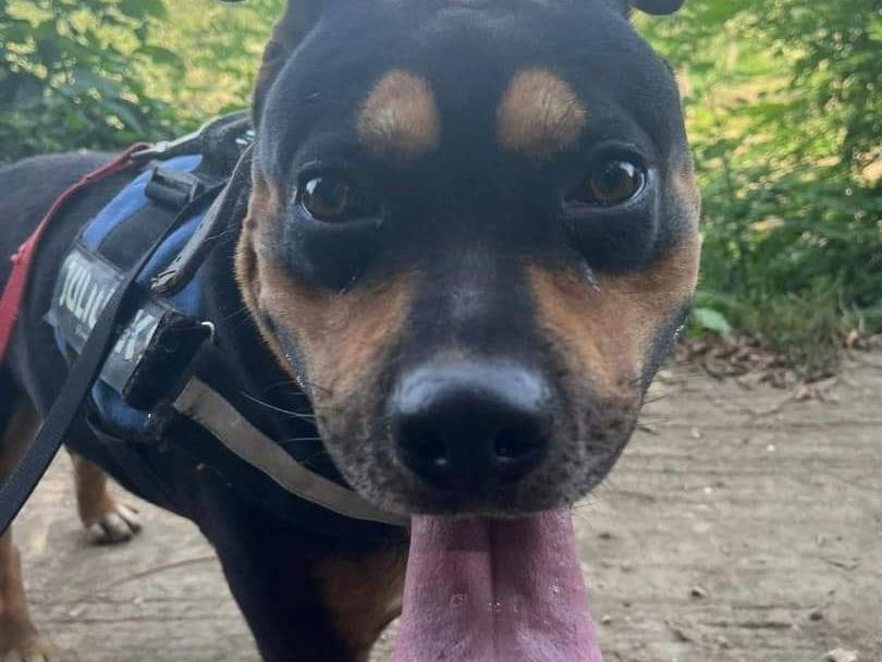 Adotta un cane, maschio, 5 anni  e 3 mesi , Napoli