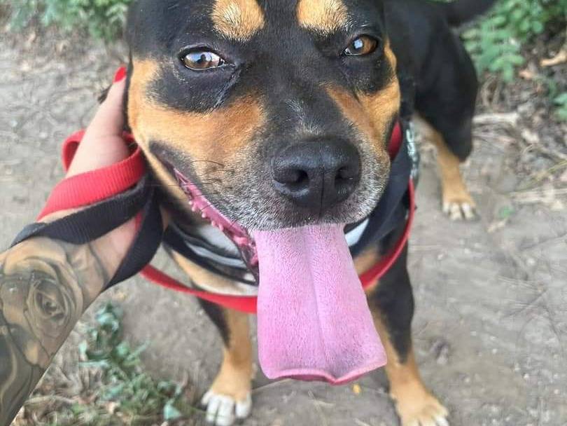 Adotta un cane, taglia media, maschio, Napoli