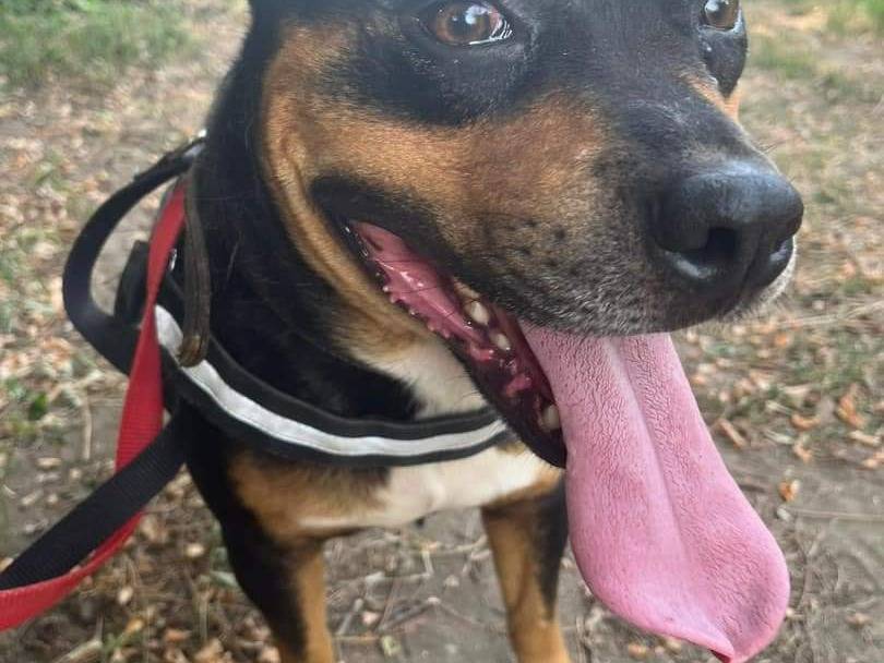 Vuoi adottare un cane a Napoli?