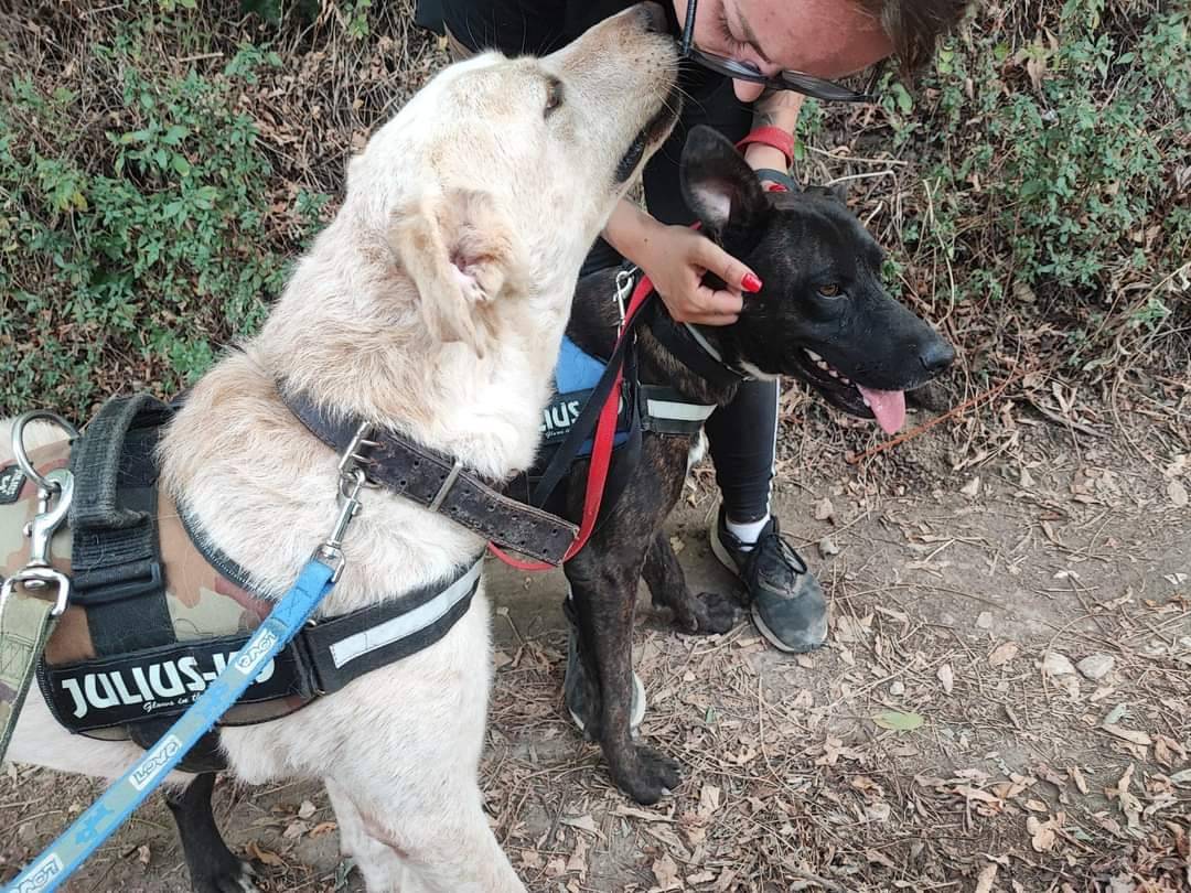 Vuoi adottare un cane a Napoli?