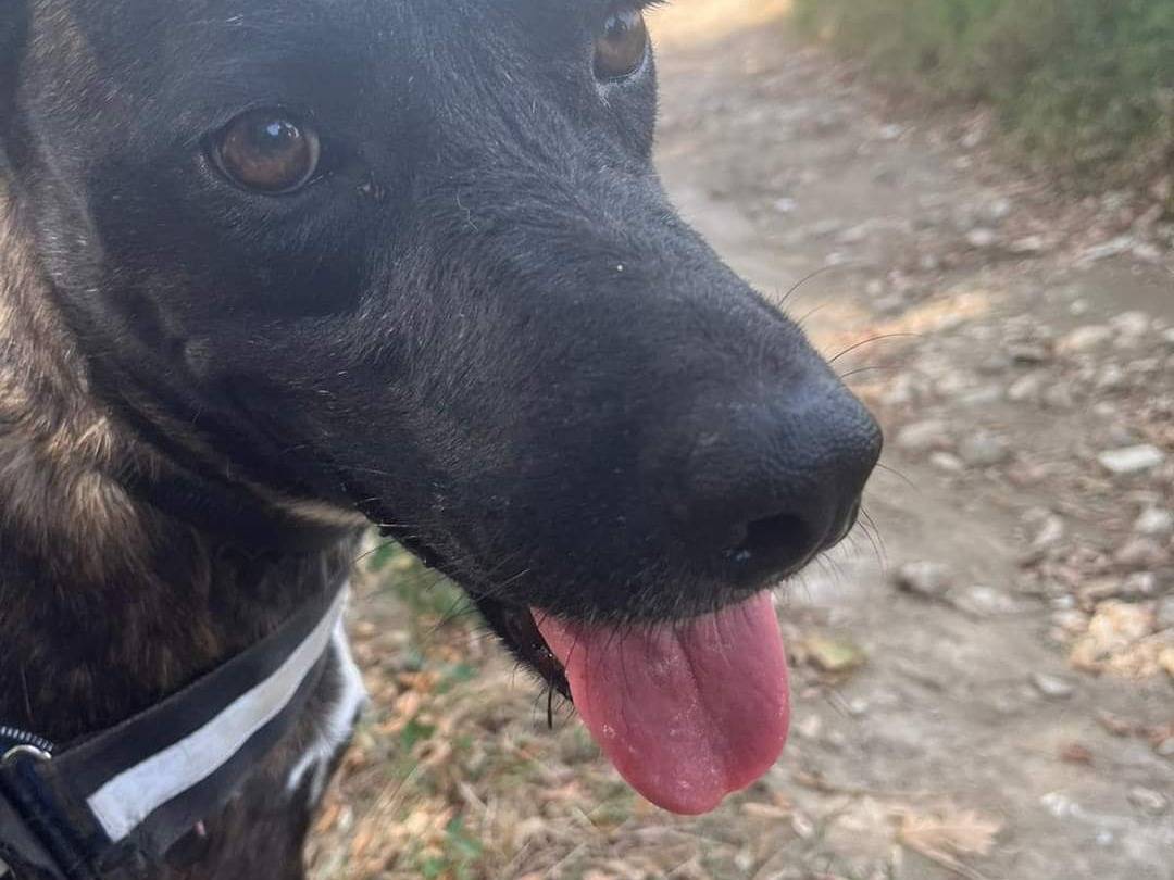 Foto dell'animale