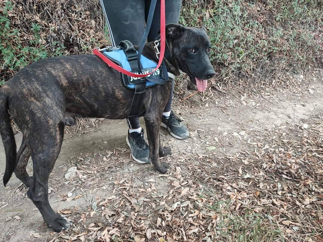 Adotta un cane, maschio, 8 anni  e 1 mese, Napoli