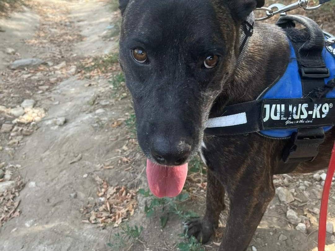 Adotta un cane, taglia grande, maschio, Napoli