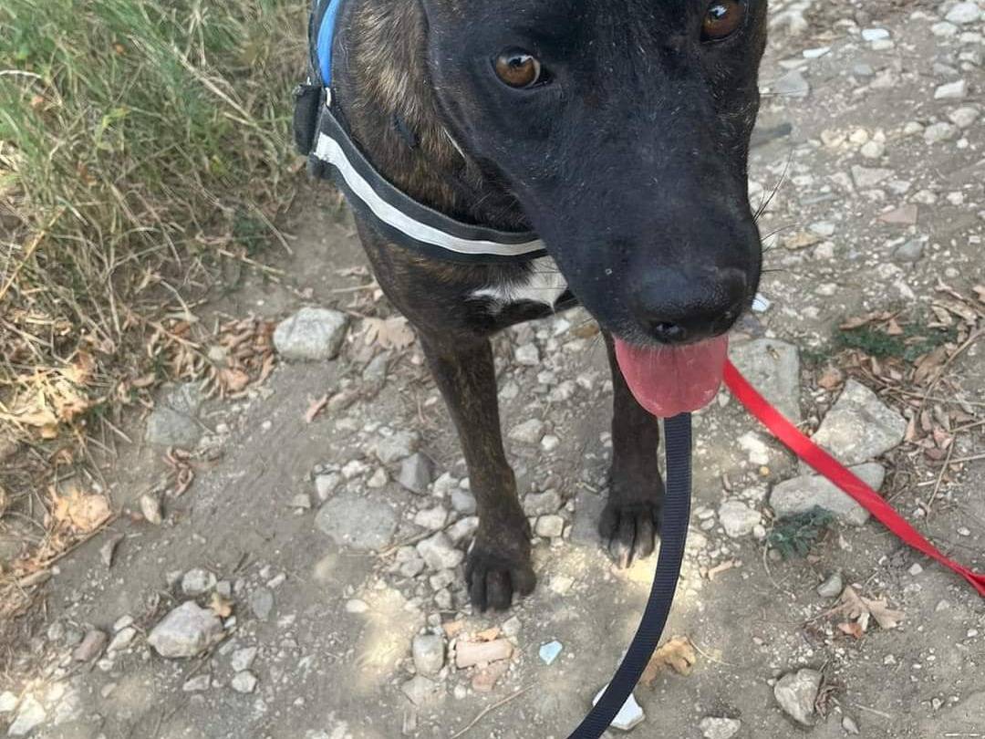 Vuoi adottare un cane a Napoli?
