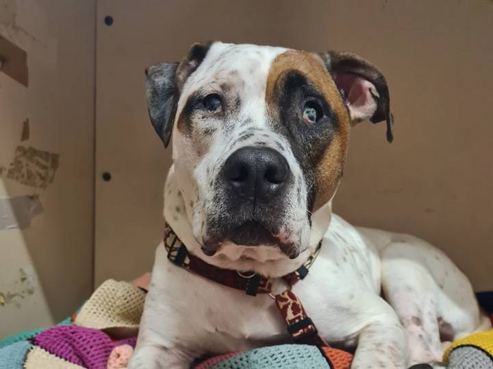 Adotta un cane, maschio, 10 anni  e 1 mese, Genova