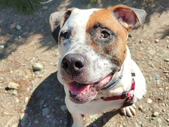 Vuoi adottare un cane a Genova?