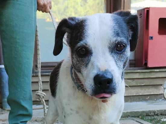 Adotta un cane, femmina, 13 anni  e 6 mesi , Genova