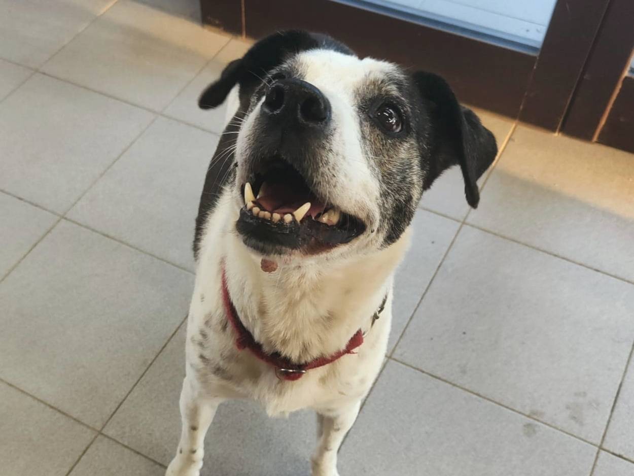 Adotta un cane, taglia media contenuta, femmina, Genova