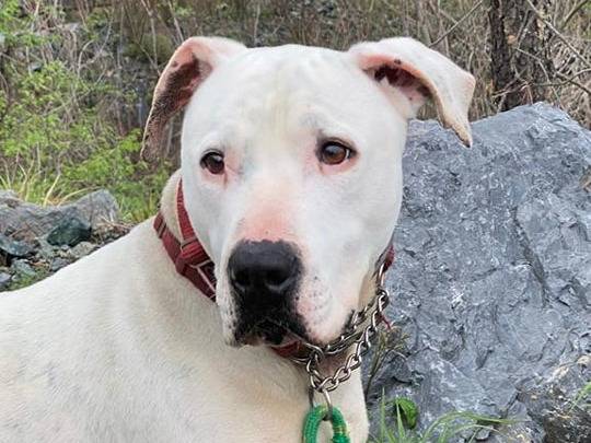 Adotta un cane, maschio, 10 anni  e 2 mesi , Genova