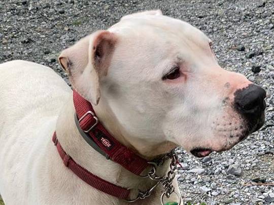 Adotta un cane, taglia grande, maschio, Genova