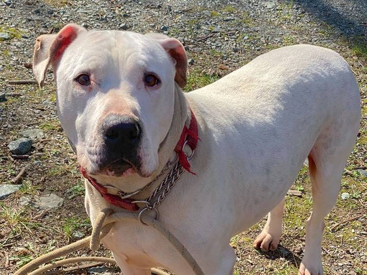 Vuoi adottare un cane a Genova?