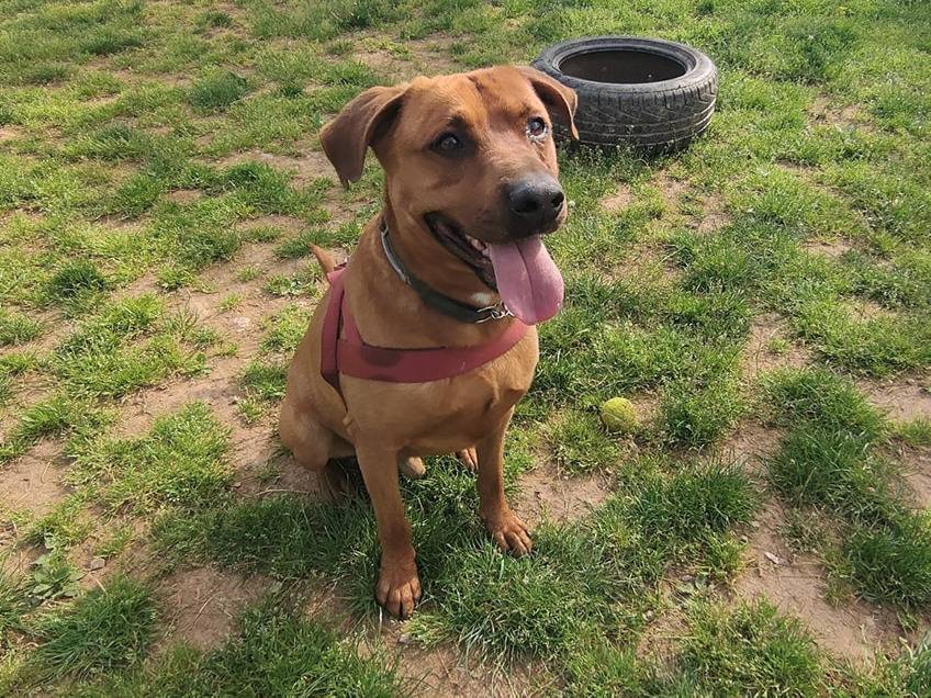 Adotta un cane, maschio, 7 anni  e 5 mesi , Genova