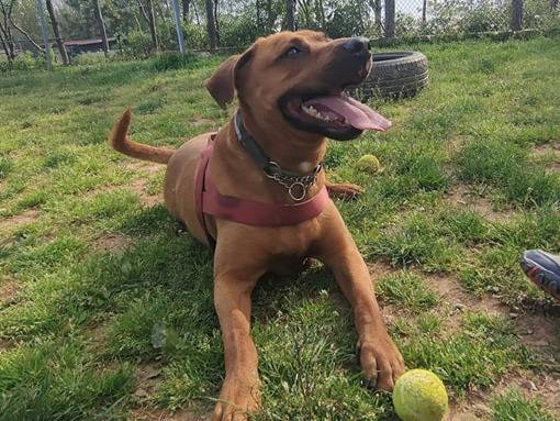 Adotta un cane, taglia grande, maschio, Genova