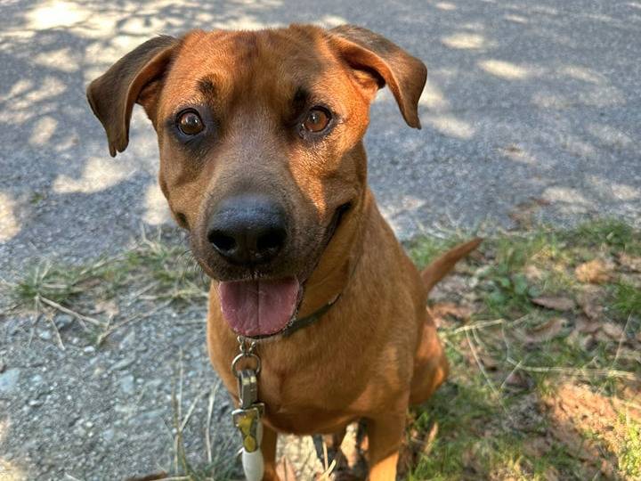 Adotta il cane Kuper a Genova