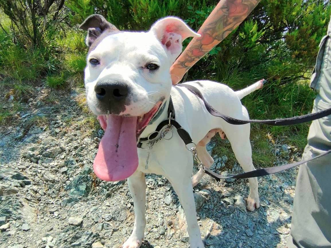 Adotta il cane Spike a Genova