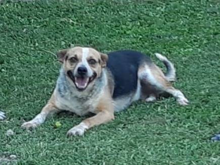 Adotta un cane, maschio, 6 anni  e 3 mesi , Ferrara