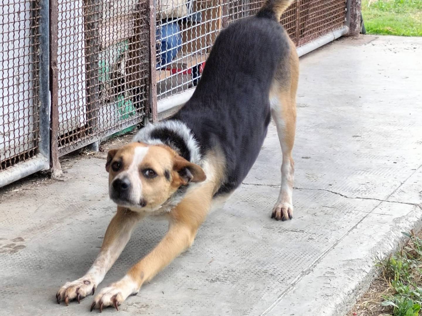 Adotta un cane, taglia media contenuta, maschio, Ferrara