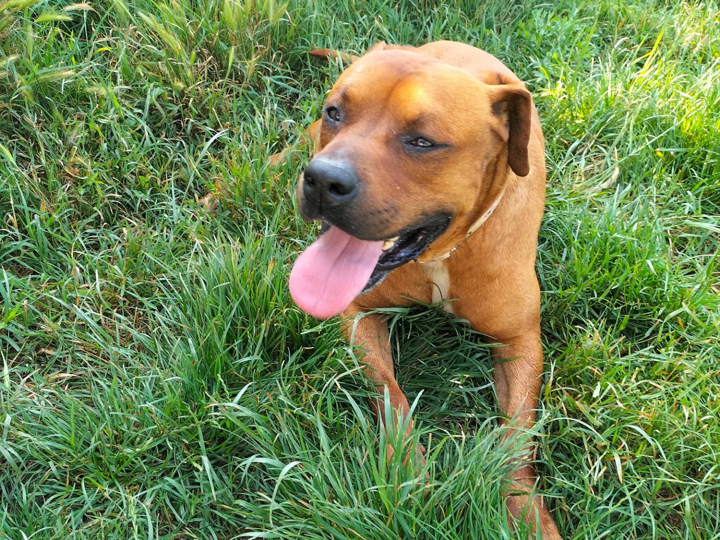 Adotta un cane, taglia media, maschio, Ferrara