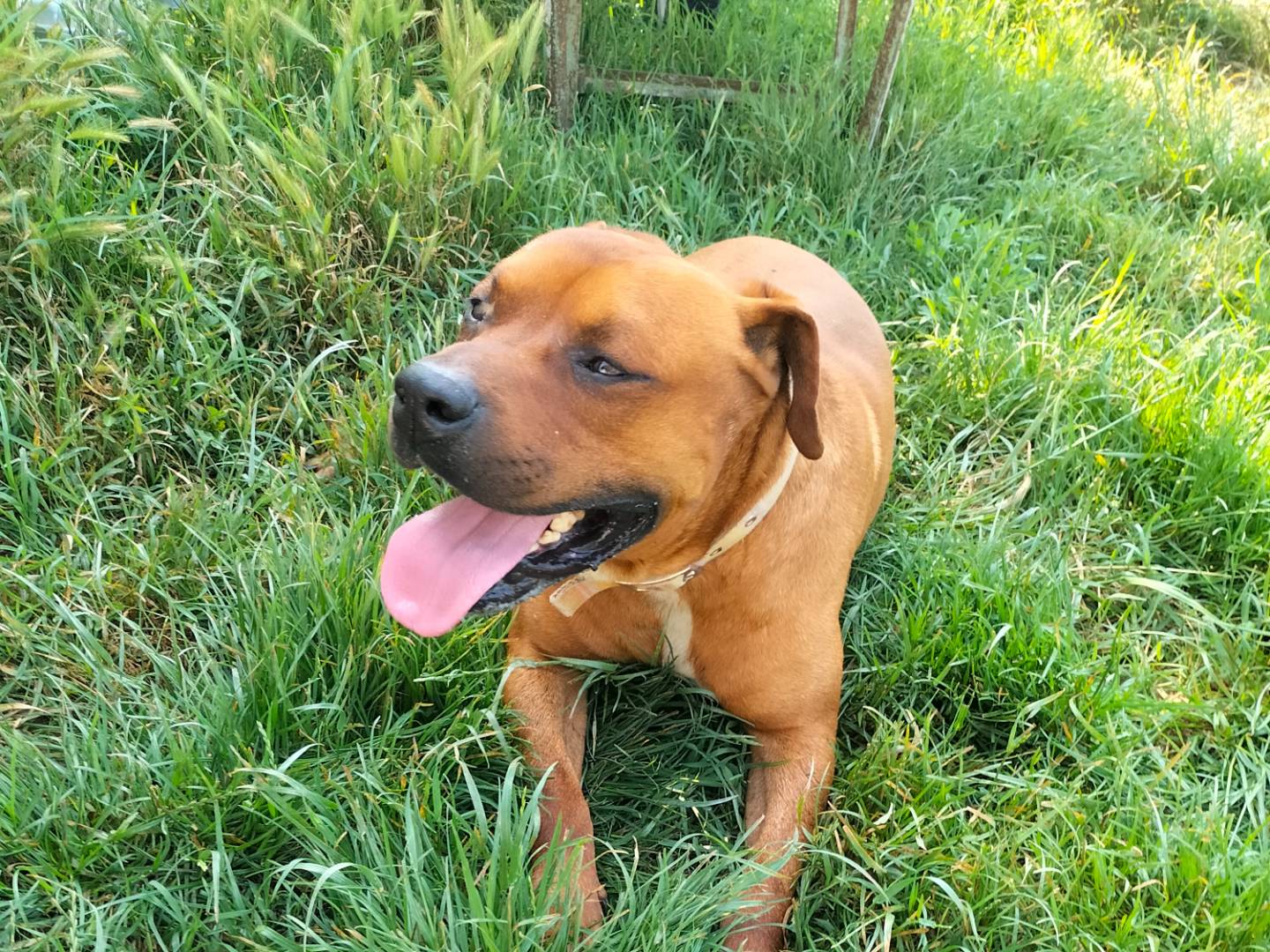 Vuoi adottare un cane a Ferrara?