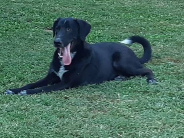 Adotta un cane, maschio, 2 anni  e 7 mesi , Ferrara