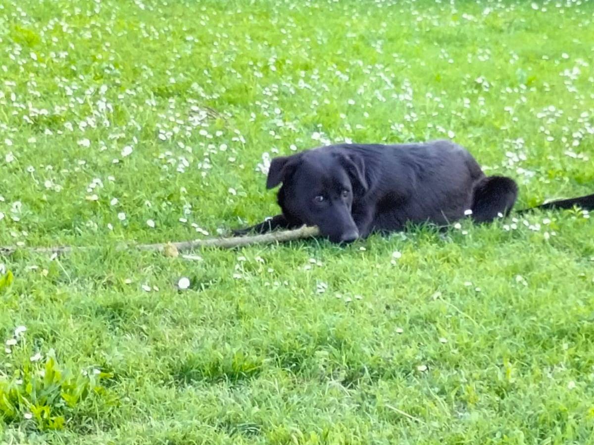 Adotta un cane, taglia grande, maschio, Ferrara