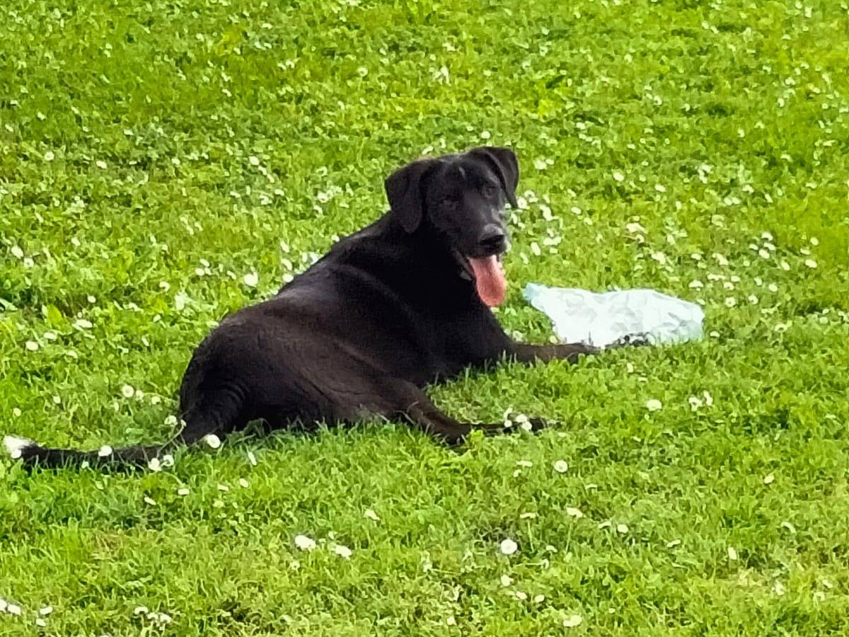 Vuoi adottare un cane a Ferrara?