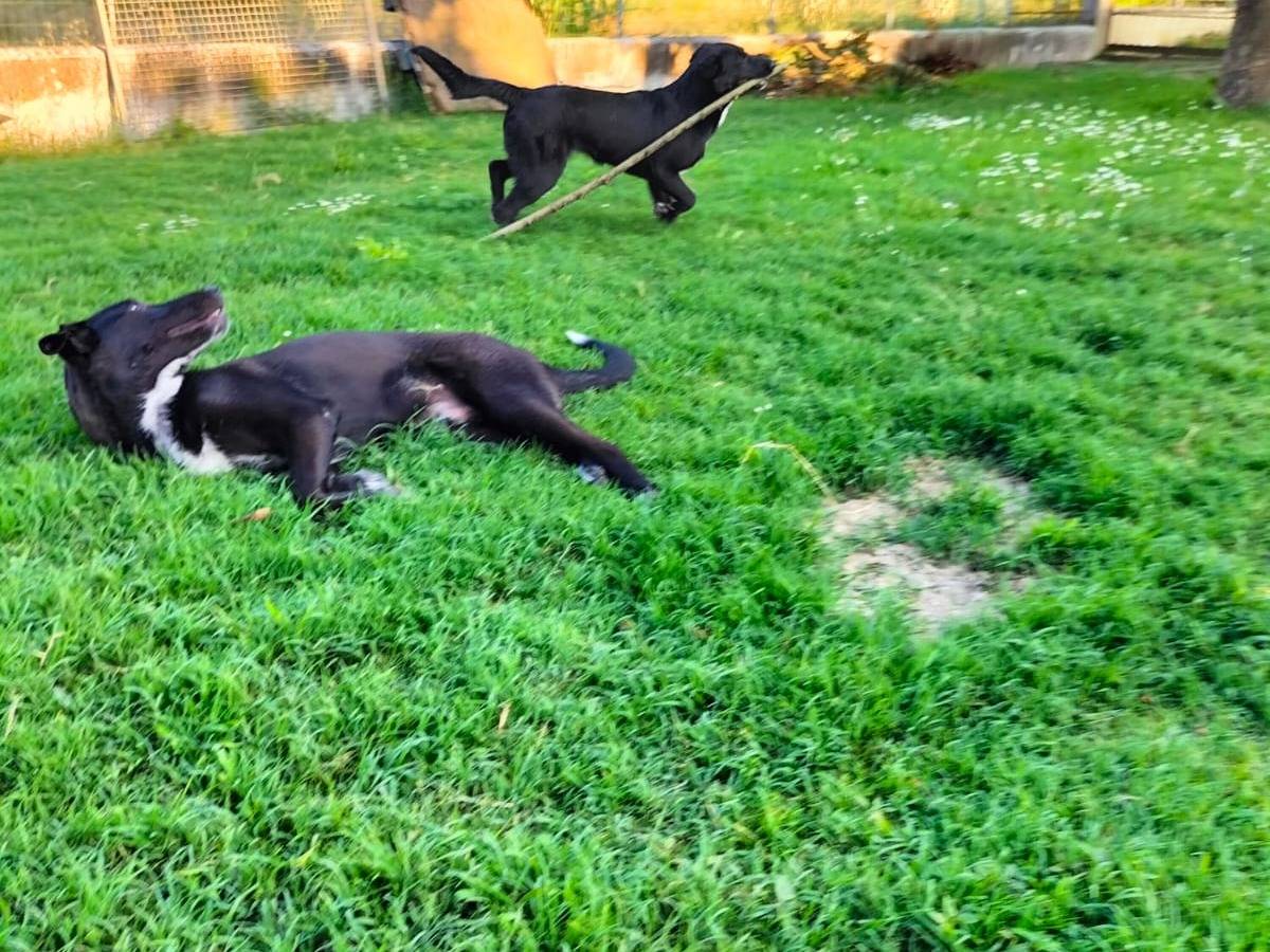 Adotta il cane Alvin a Ferrara